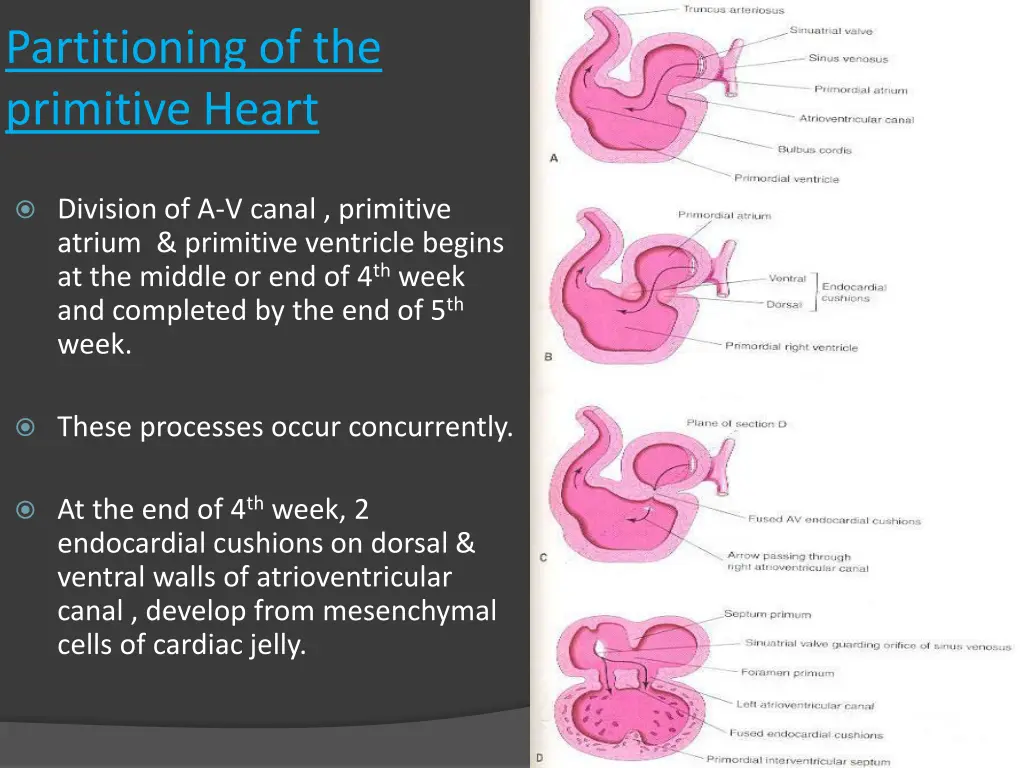 partitioning of the primitive heart