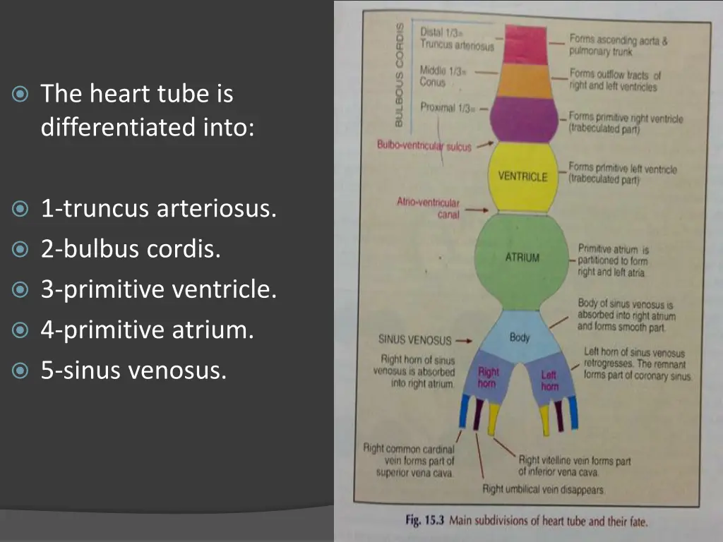 the heart tube is differentiated into