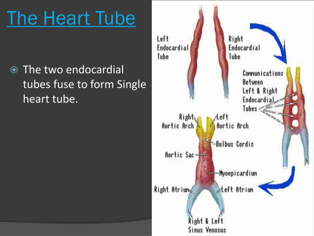 the heart tube