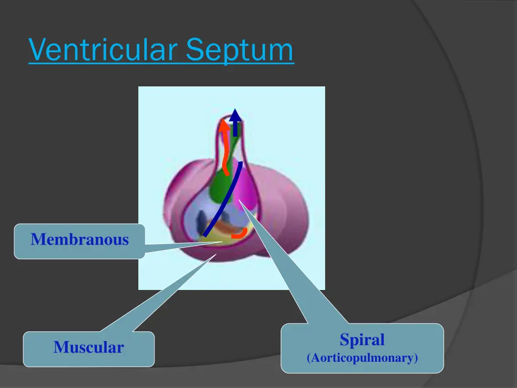 ventricular septum