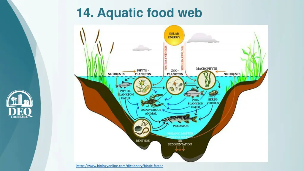 14 aquatic food web