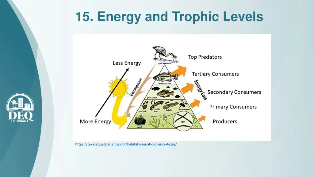 15 energy and trophic levels