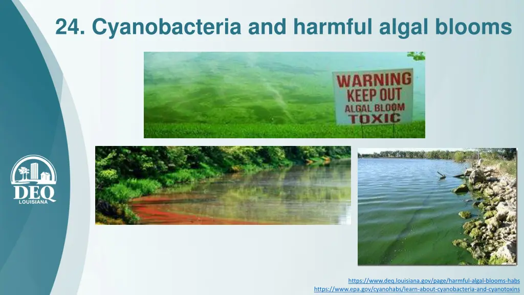 24 cyanobacteria and harmful algal blooms