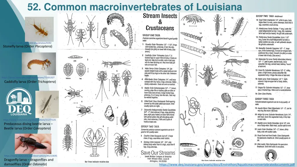 52 common macroinvertebrates of louisiana