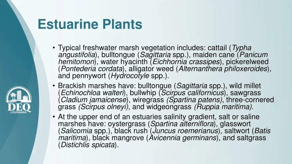 estuarine plants