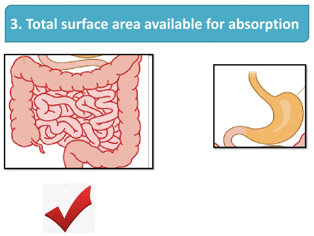 3 total surface area available for absorption