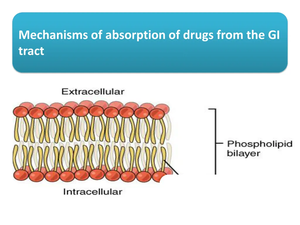 mechanisms of absorption of drugs from