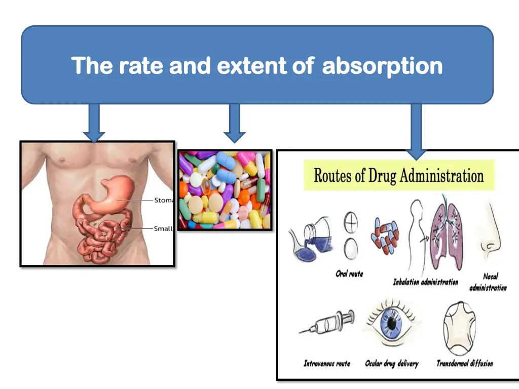 the rate and extent of absorption the rate