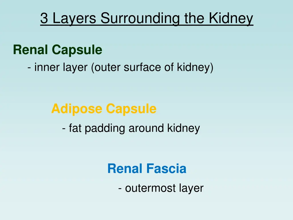 3 layers surrounding the kidney