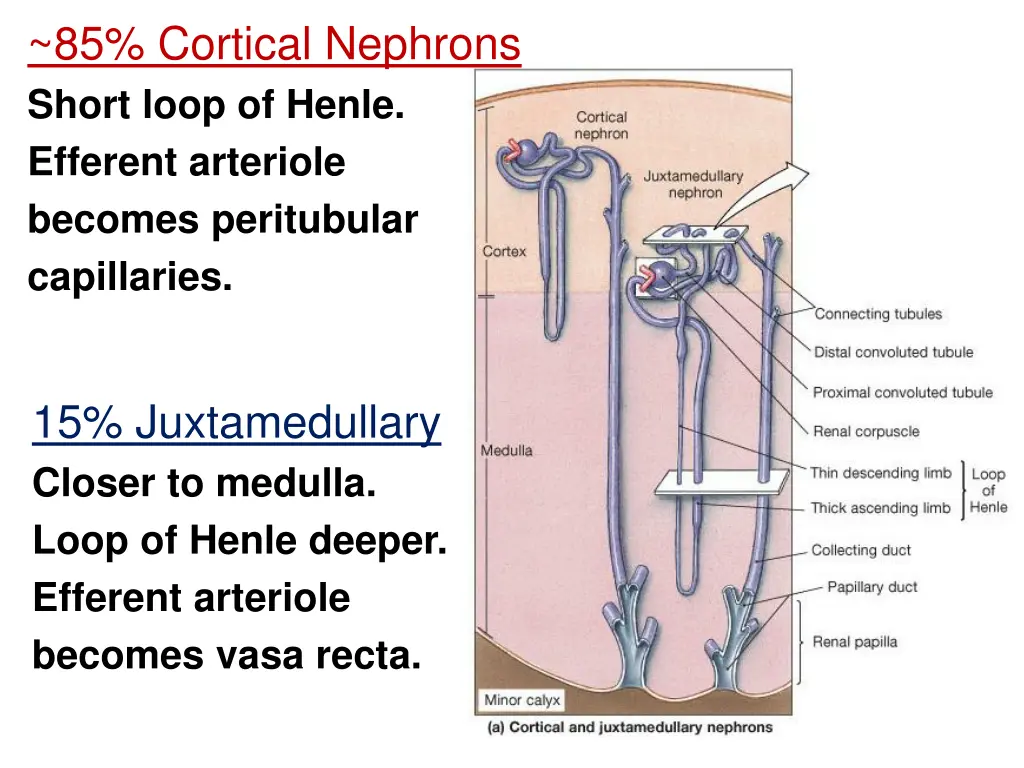 85 cortical nephrons short loop of henle efferent