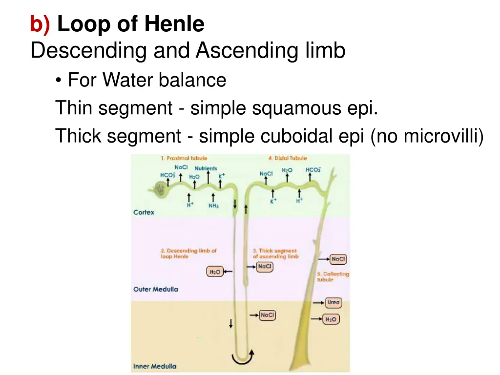 b loop of henle