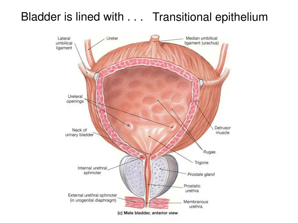 bladder is lined with transitional epithelium