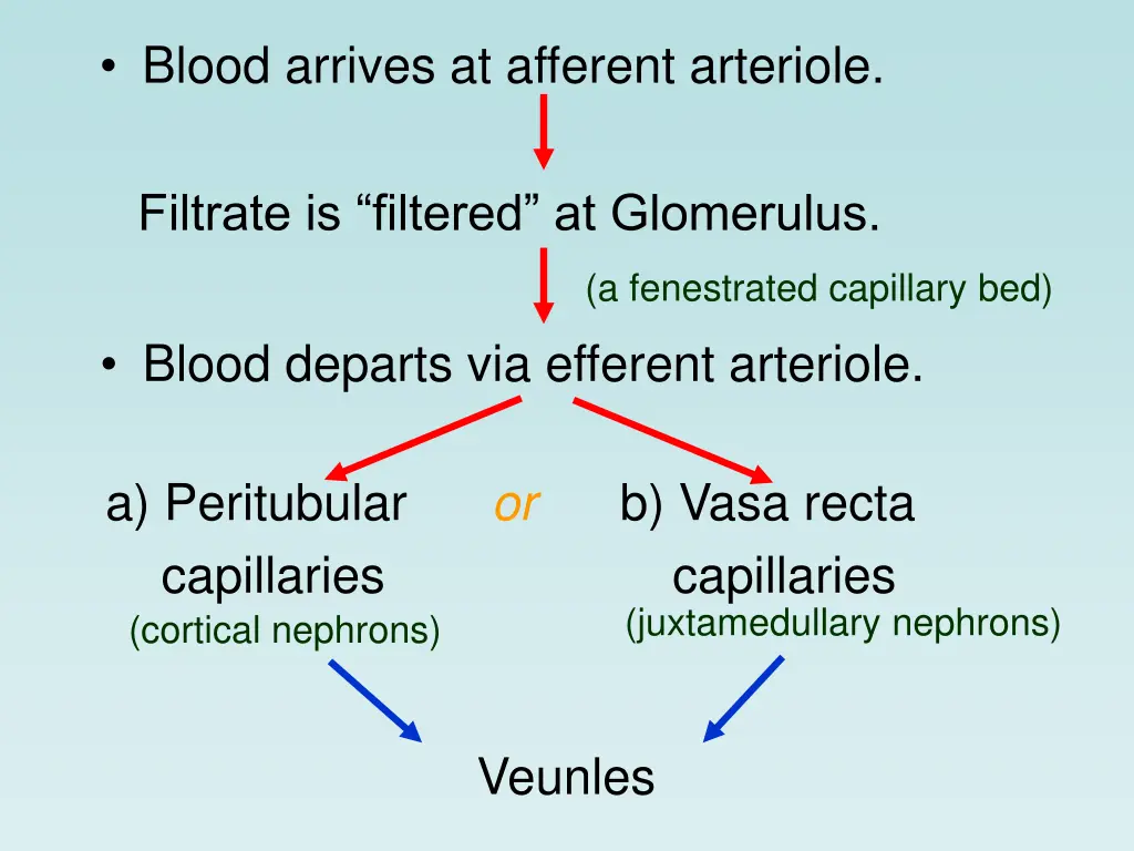 blood arrives at afferent arteriole