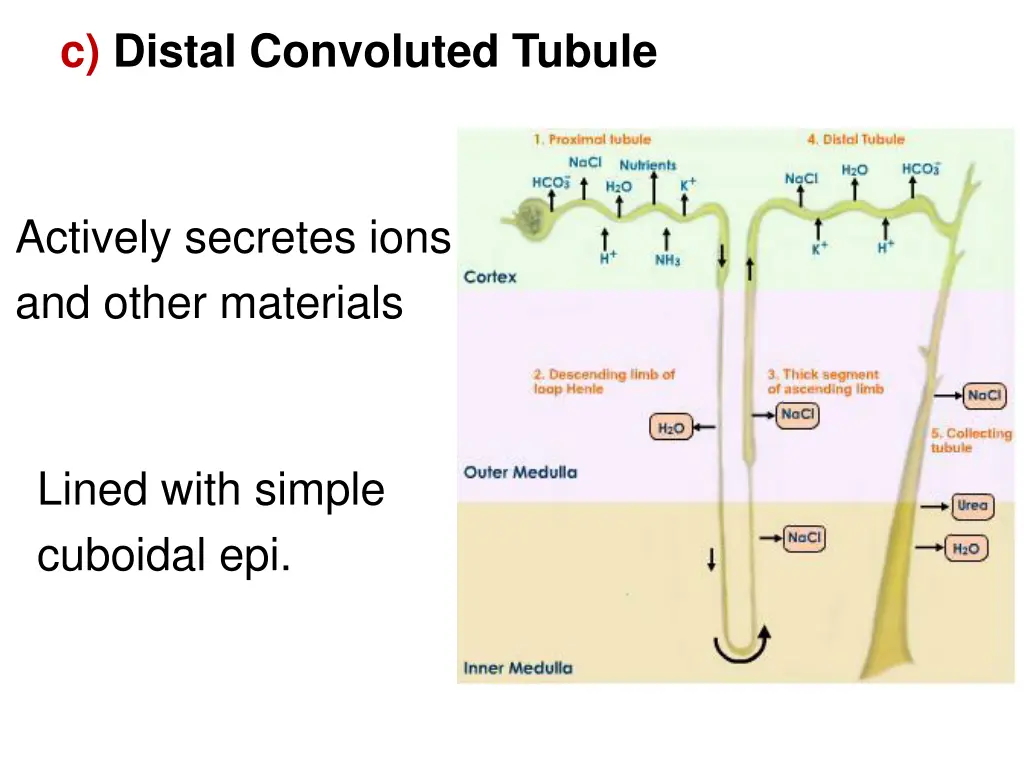 c distal convoluted tubule