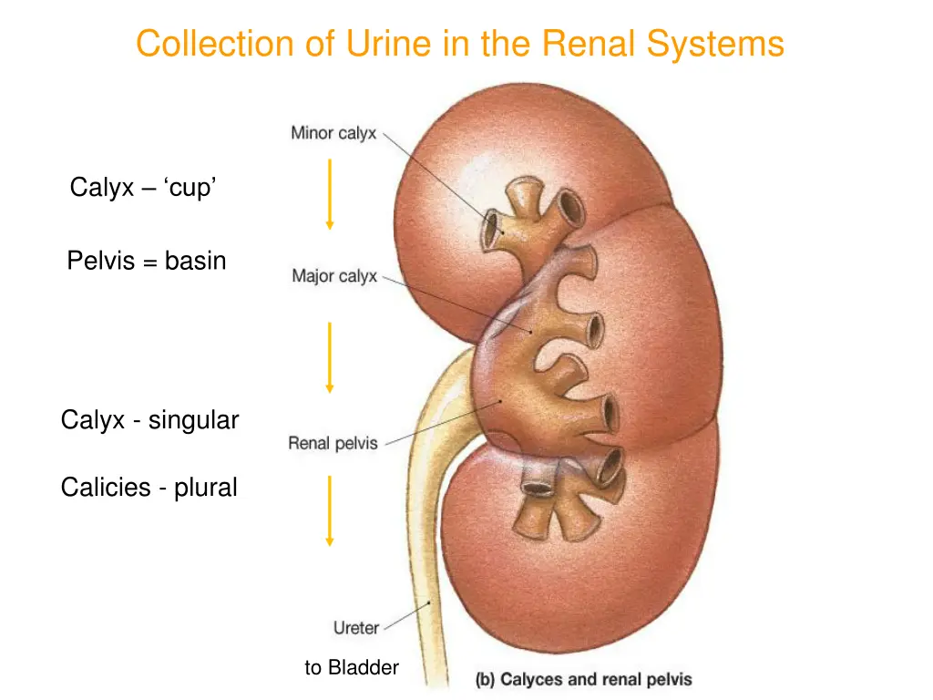collection of urine in the renal systems