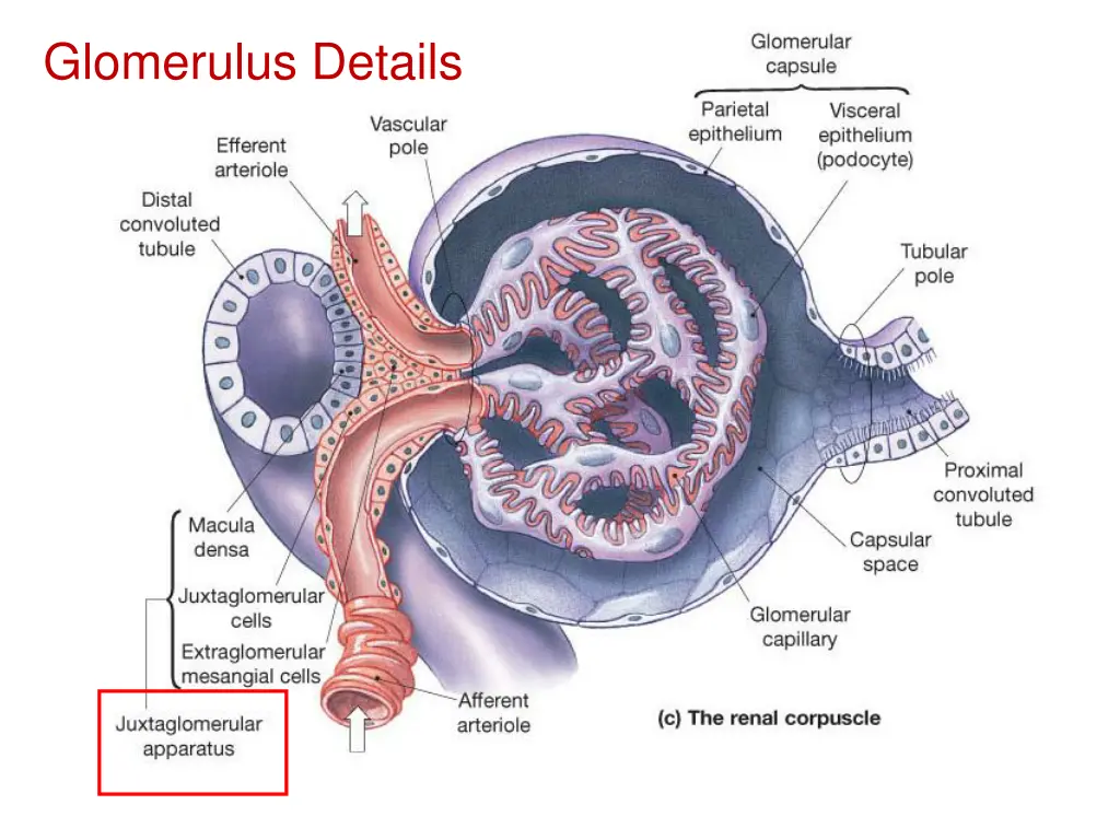 glomerulus details