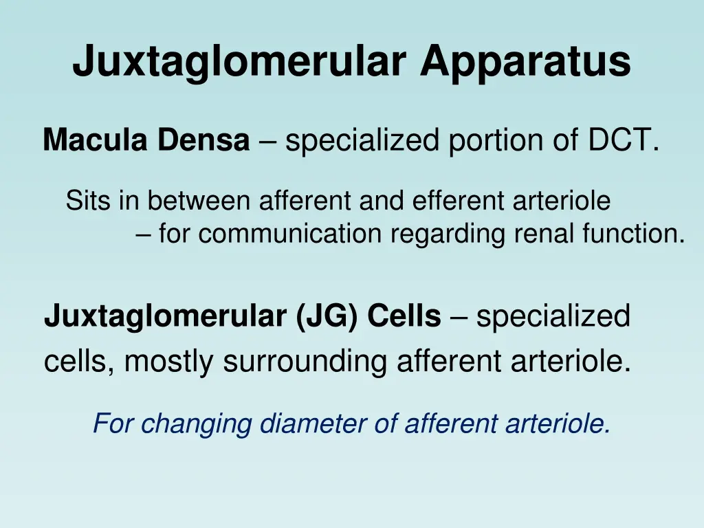 juxtaglomerular apparatus