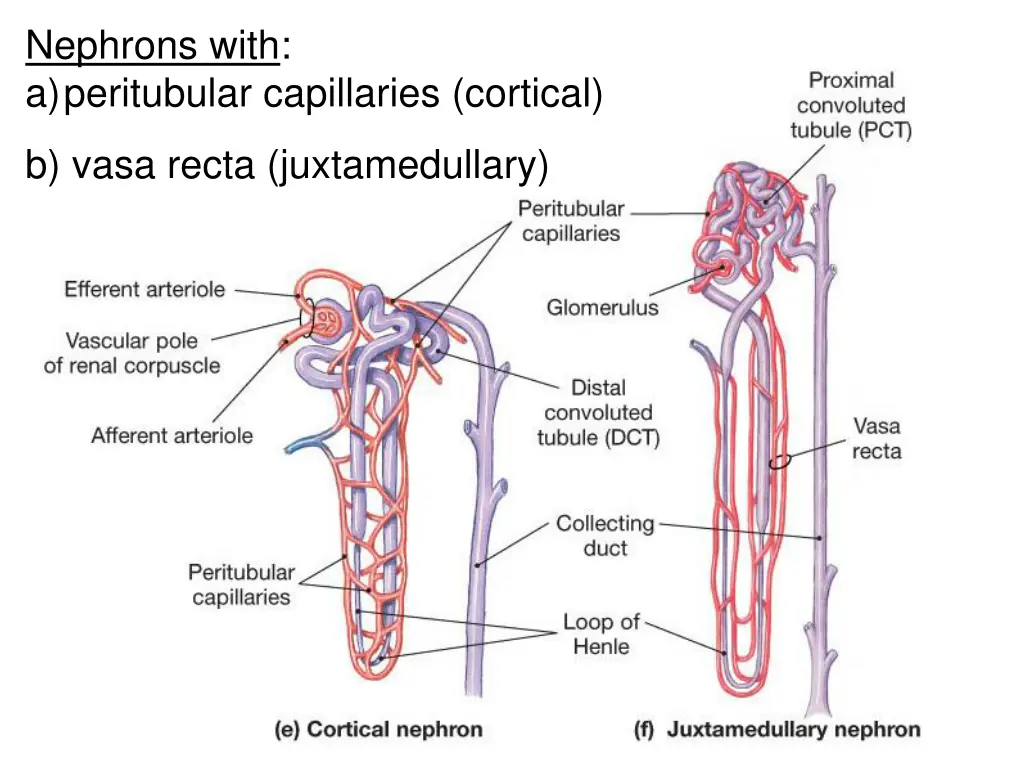 nephrons with a peritubular capillaries cortical