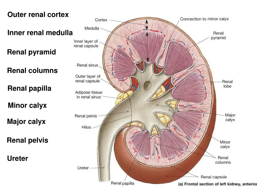 outer renal cortex