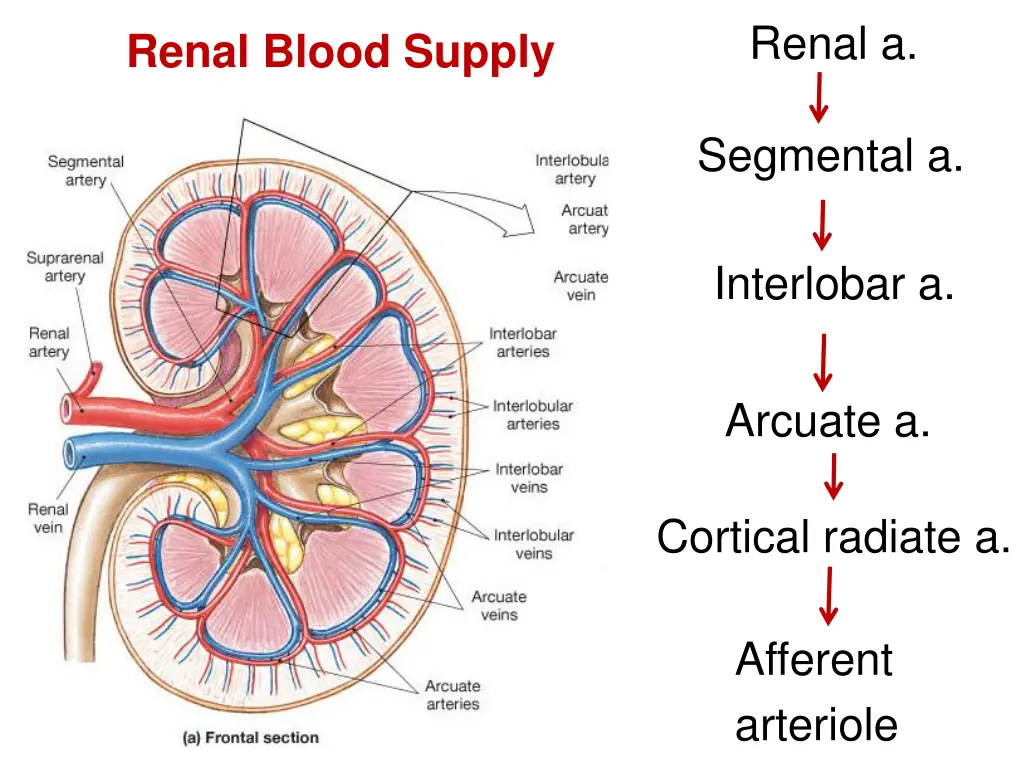 renal a