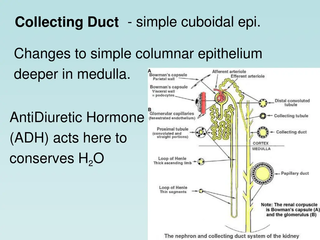 simple cuboidal epi