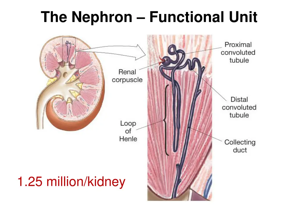 the nephron functional unit