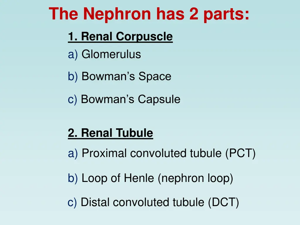 the nephron has 2 parts