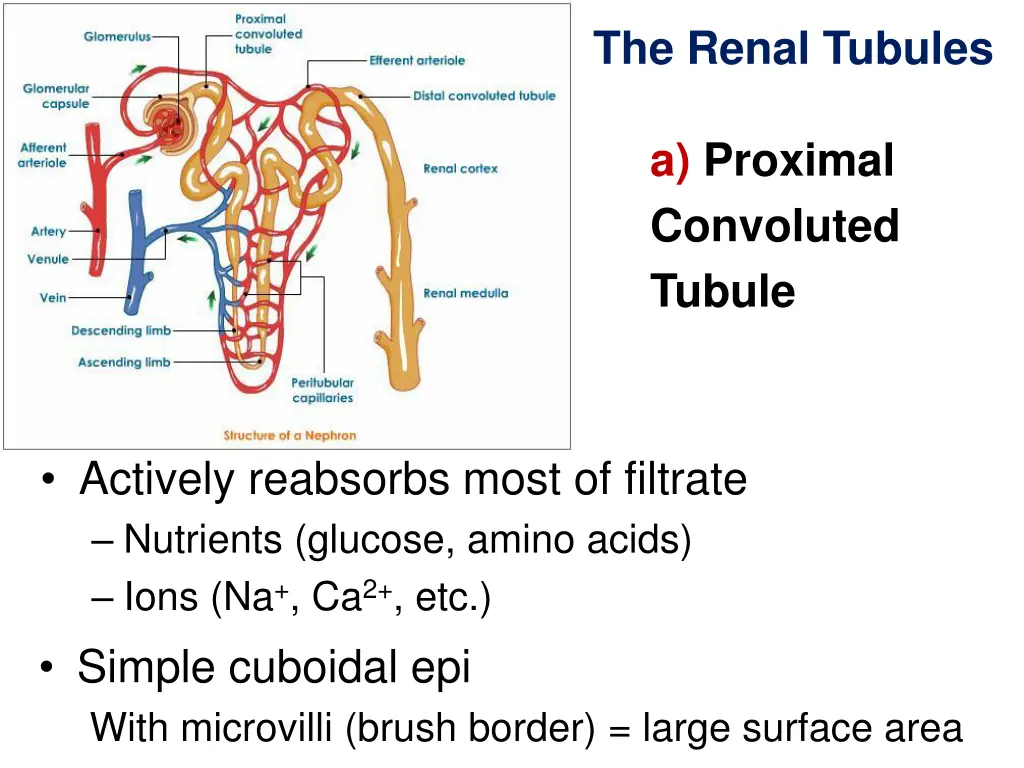 the renal tubules 1