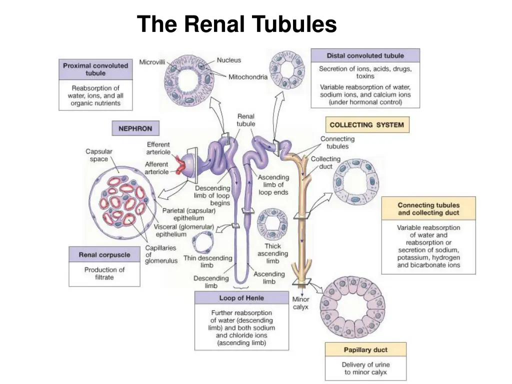 the renal tubules