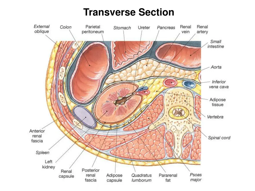 transverse section