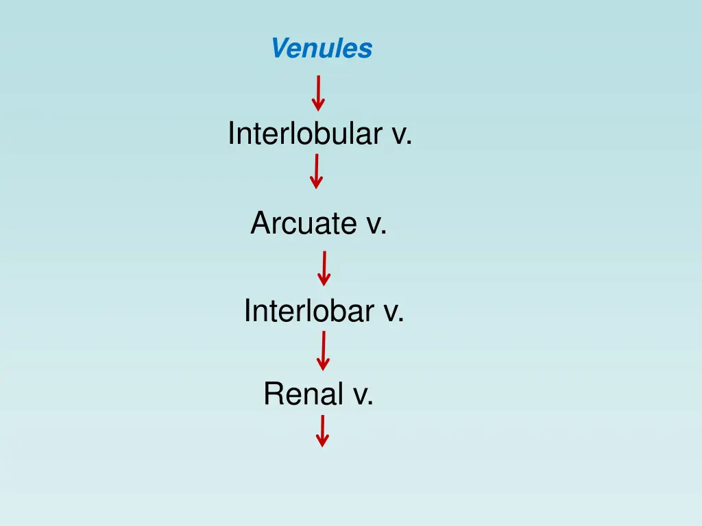 venules