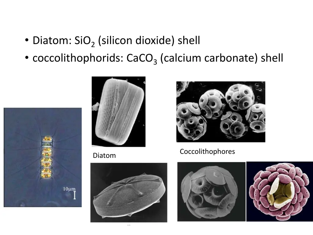 diatom sio 2 silicon dioxide shell
