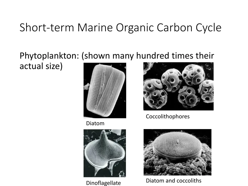 short term marine organic carbon cycle