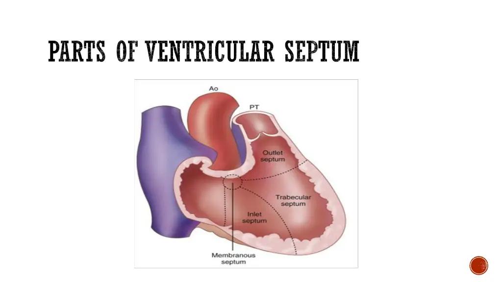 parts of ventricular septum