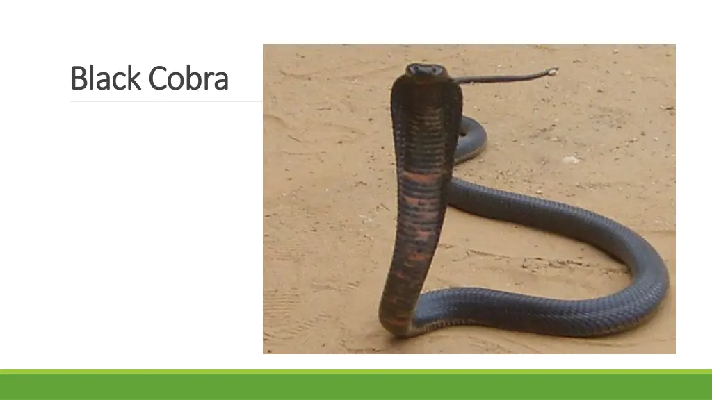 b black lack c cobra