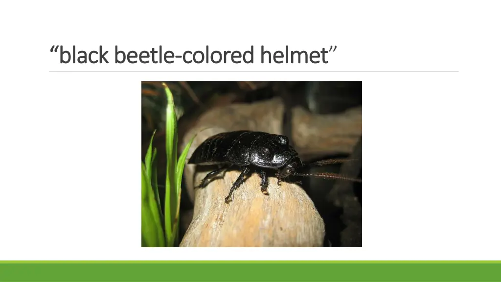 black black beetle