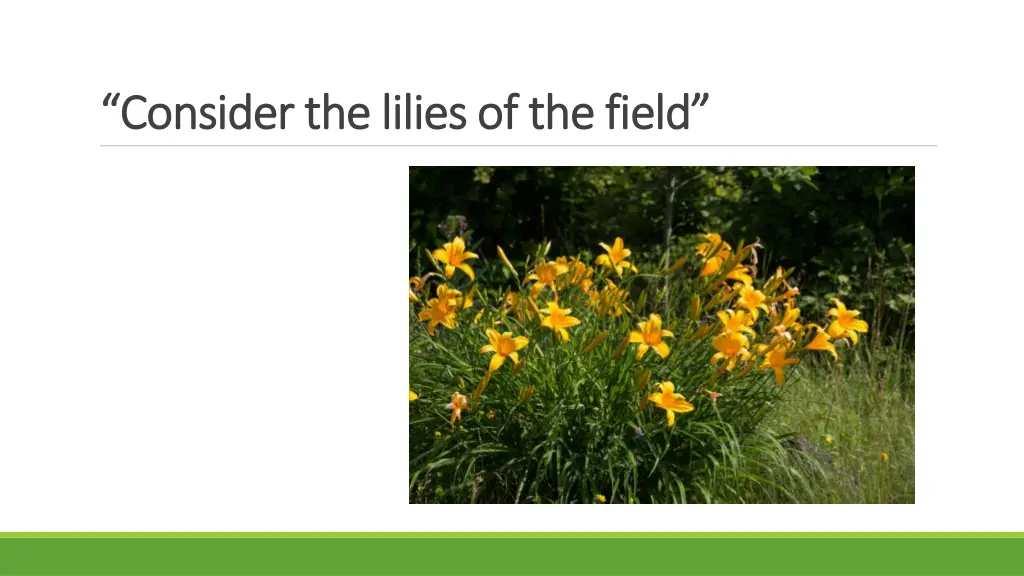 consider the lilies of the consider the lilies