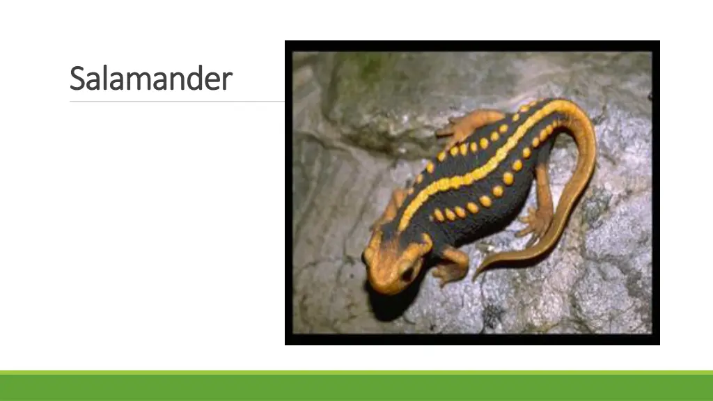 s salamander alamander