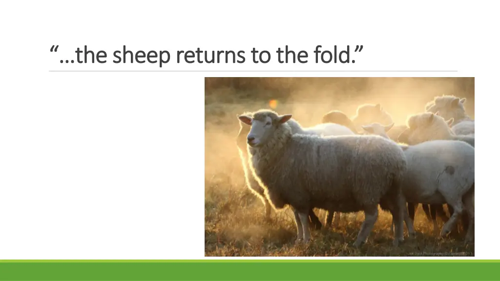 the sheep returns to the fold the sheep returns