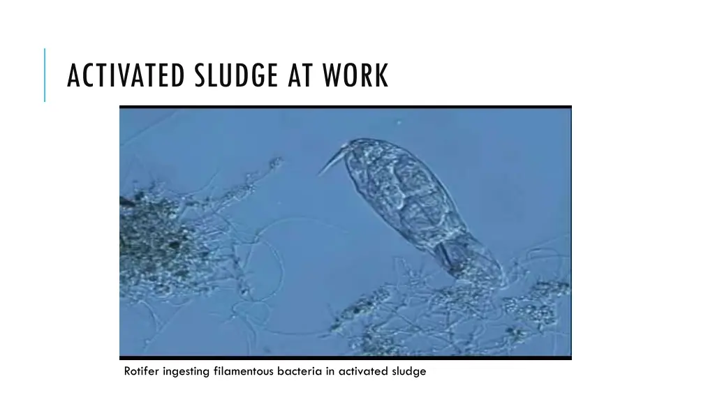 activated sludge at work