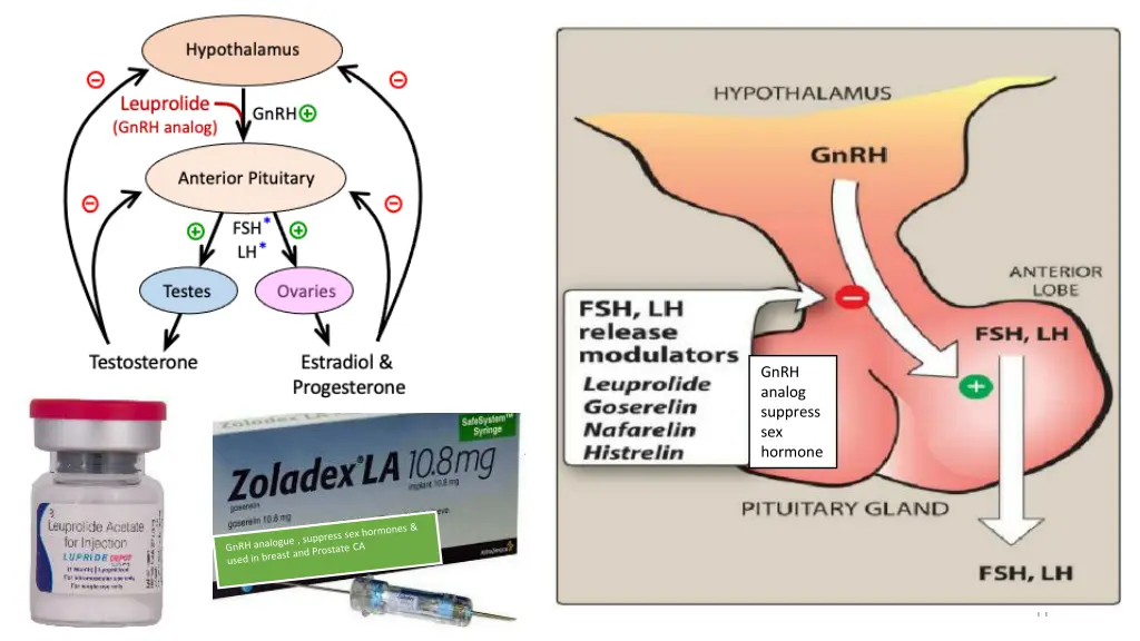 gnrh analog suppress sex hormone