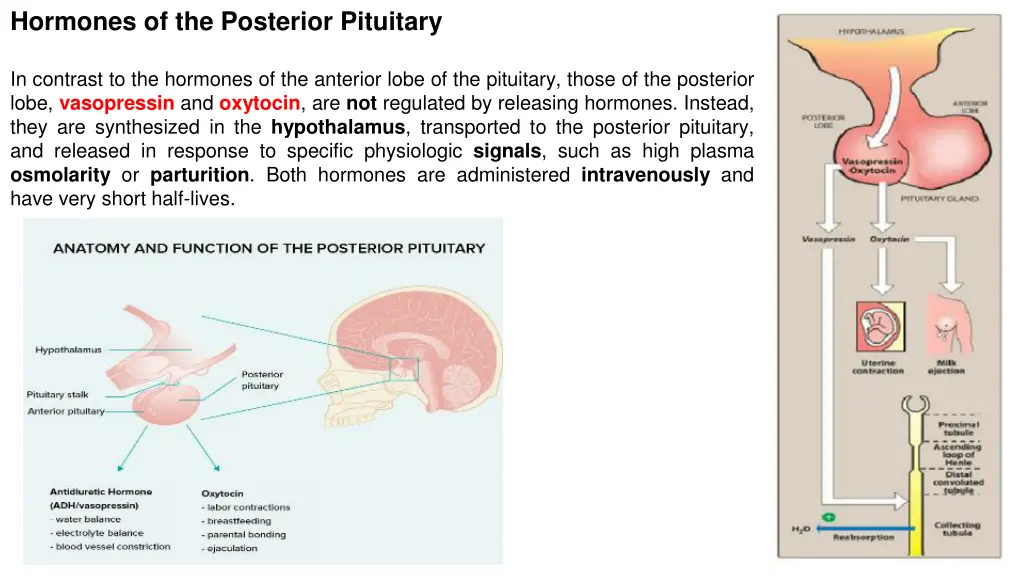 hormones of the posterior pituitary