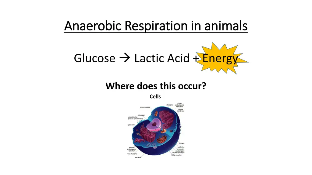 anaerobic respiration in animals anaerobic