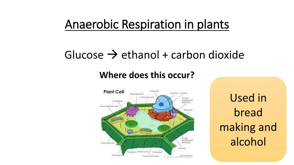 anaerobic respiration in plants anaerobic