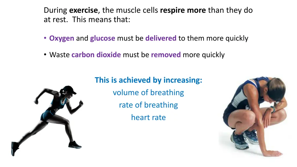 during exercise the muscle cells respire more