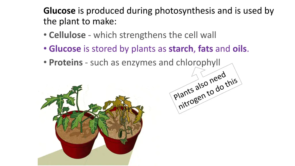 glucose is produced during photosynthesis