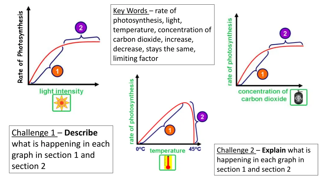 key words rate of photosynthesis light