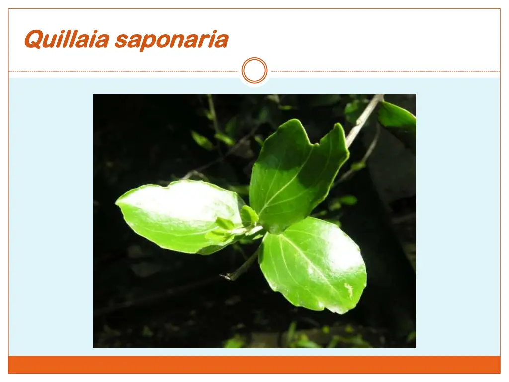 quillaia saponaria quillaia saponaria 1