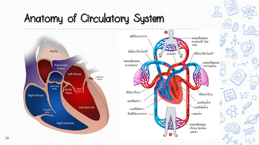 anatomy of circulatory system anatomy