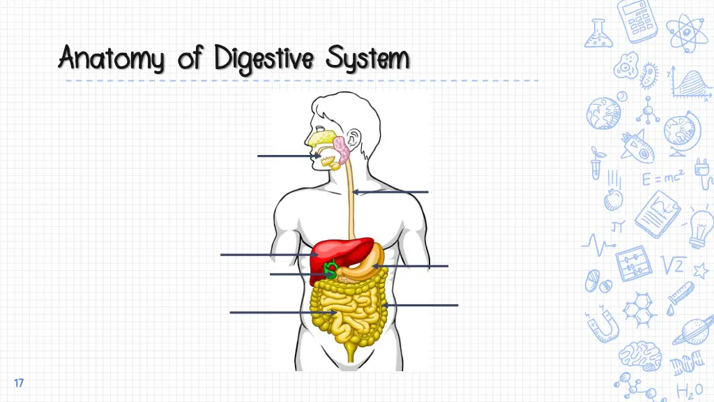 anatomy of digestive system anatomy of digestive